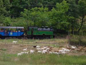 petit-train-des-cevennes